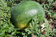 Melon d’eau géant de la Floride